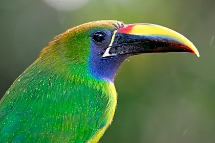birdwatching-with-naturalist-guide-toucan-close-up-costa-rica.jpg