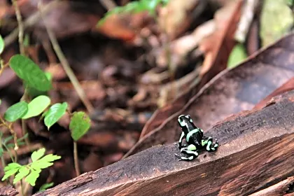 black-and-green-dart-frog-wildlife.jpg