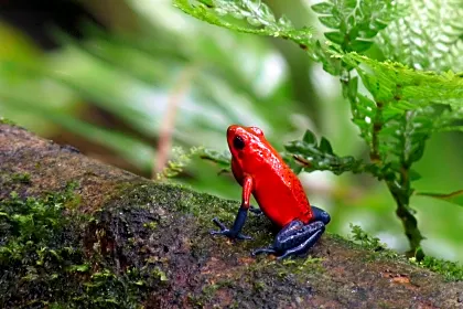 blue-jeans-dart-frog.jpg