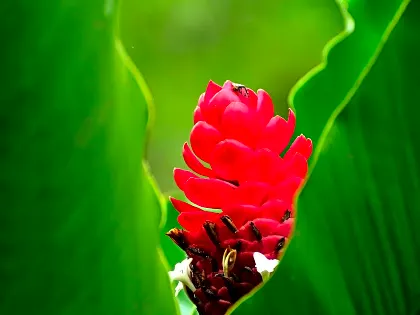 bromelia-plant.jpg