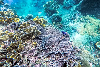 cahuita-coral-diving-snorkeling-fish-puerto-viejo.jpg