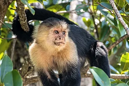 cahuita-monkey-puerto-viejo.jpg