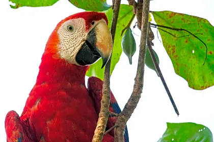 casa-nya-macaw-detail-tamarindo.jpg