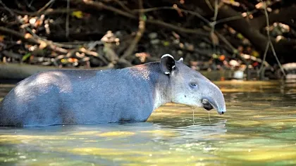 corcovado-national-park-tapir-bath-river.jpg