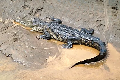 crocodile-santa-teresa.jpg