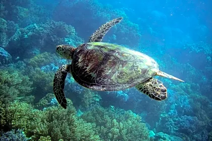 diving-turtle-generic-2.jpg