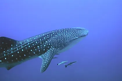 diving-whale-generic.jpg