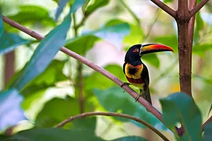 esterillos-toucan-in-a-tree.jpg