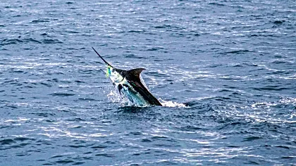 fads-fishing-marlin.jpg