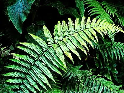 fern-plant-costa-rica.jpg