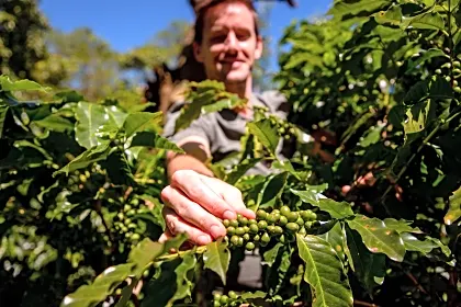 finca-rosa-blanca-tourist-coffee-picking-close-up-heredia.jpg