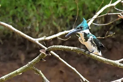 fresh-water-fishing-in-cano-negro-canal-birdwatching-upala.jpg