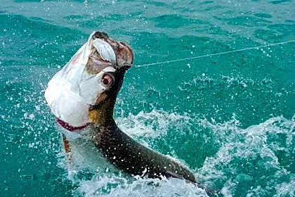 fresh-water-fishing-in-cano-negro-tarpon-close-up-upala.jpg