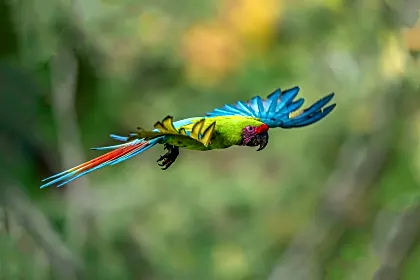 great-green-macaw-birds.jpg