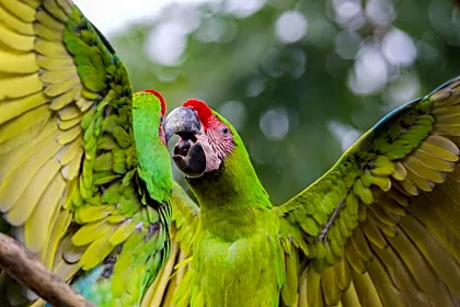 greem-macaws-bird.jpg