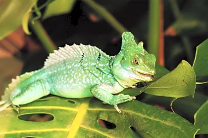 green-iguana-wildlife.jpg