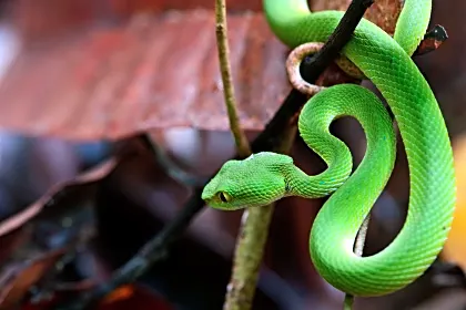 green-palm-pit-viper-snake-wildlife.jpg