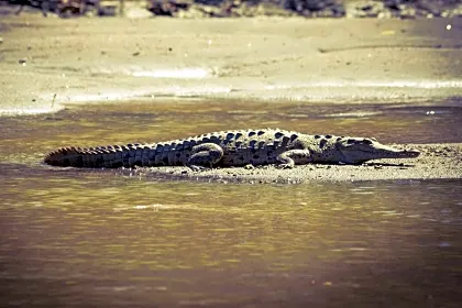 guided-hike-and-boat-ride-through-palo-verde-crocodrile-guanacaste.jpg