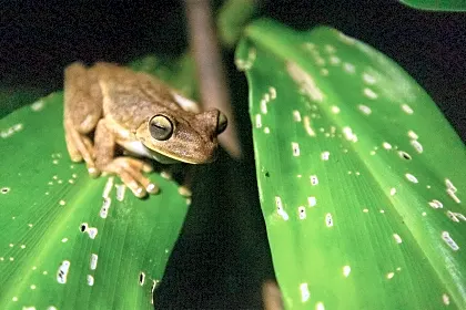guided-nature-hike-at-night-up-side-down-frog-frontal-close-up-costa-rica.jpg