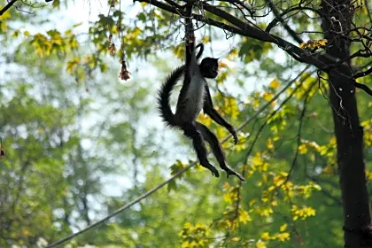 hanging-spider-monkey-osa-wildlife.jpg
