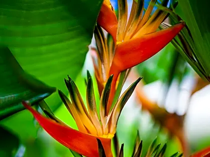 heliconia-plant.jpg