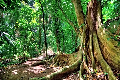 hotel-cuna-del-angel-rainforest-trail-overview-dominical.jpg