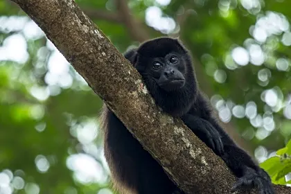 Howler monkey resting in Osa Peninsula