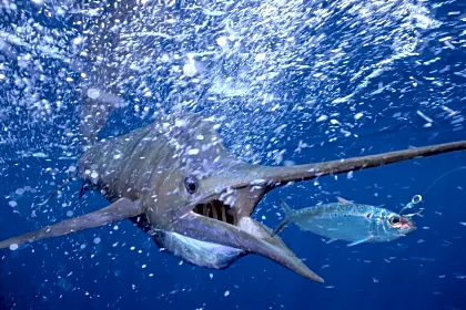 los-suenos-herradura-sportfishing-sailfish.jpg
