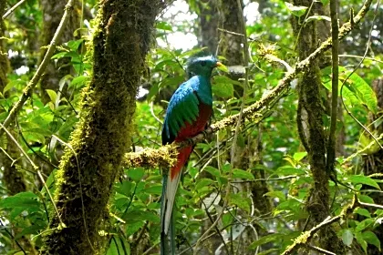 monteverde-cloud-forest-guided-hike-quetzal-close-up.jpg