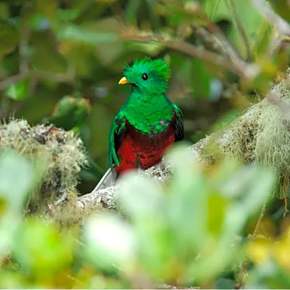 monteverde-cloud-forest-guided-hike-quetzal.jpg