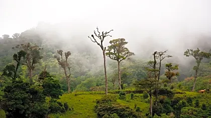 monteverde-cloud-forest-landscape.jpg