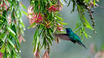 monteverde-hummingbird-raining.jpg
