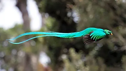 monteverde-quetzal-flying.jpg