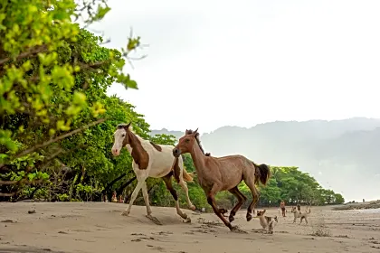montezuma-horses-at-the-beach-close-up.jpg