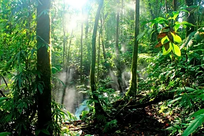 Vibrant rainforest nature photograph