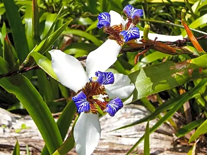 orchid-plant.jpg