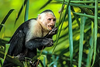 osa-capuchin-monkey-wildlife.jpg