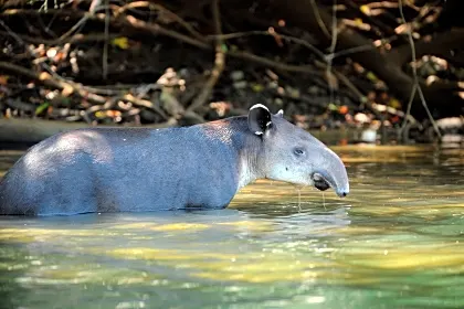 osa-tapir--bath-in-the-river-wildlife.jpg