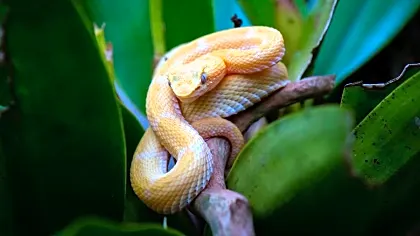 puerto-jimenez-wild-snake.jpg