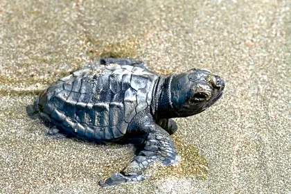 sea-turtles-in-costa-rica-bird-eye-view-close-up.jpg
