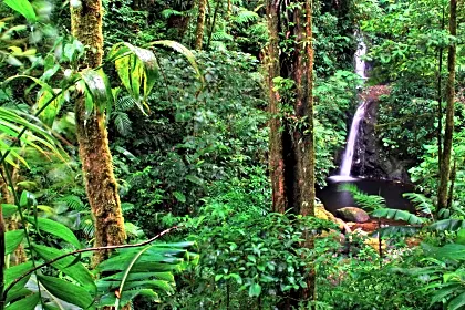 senda-monteverde-cloud-forest-waterfall-overview-northern-mountains-region.jpg