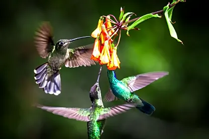 senda-monteverde-hummingbirds-close-up-northern-mountains-region.jpg