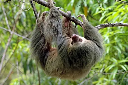 sloth-wildlife.jpg