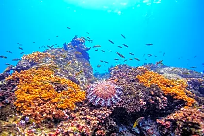 snorkel-and-dive-at-cano-island-reef-close-up.jpg