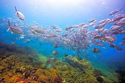 snorkel-and-dive-at-cano-island-shoal-general-view.jpg