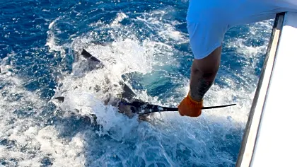 sportfishing-in-tamarindo-sail-fish-grab-guanacaste.jpg