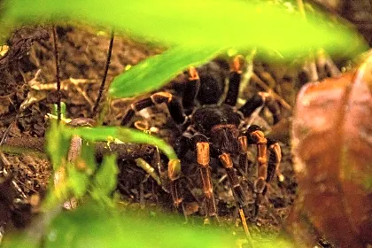 tarantula-wildlife.jpg