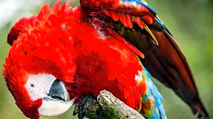the-peace-lodge-macaw-close-up-la-paz-vara-blanca.jpg