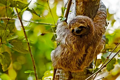 three-toed-sloth-close-up-light.jpg