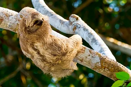 Three-toed sloth in Manuel Antonio